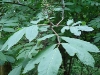 elderberry_green_berries