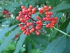 elderberry_red_berries