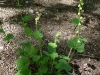 fringe_cup_plant_&_early_bloom