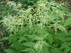 goats_beard_blossoms