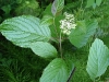 red_twig_dogwood_bloom