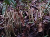 sword_fern_fiddleheads