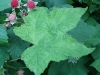 thimbleberry_furit_&_leaf