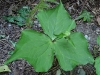 vanilla_leaf_fruit