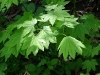 vine_maple_fresh_leaves