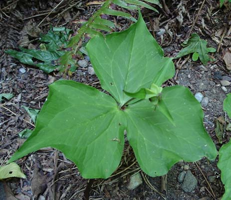 vanilla_leaf_fruit