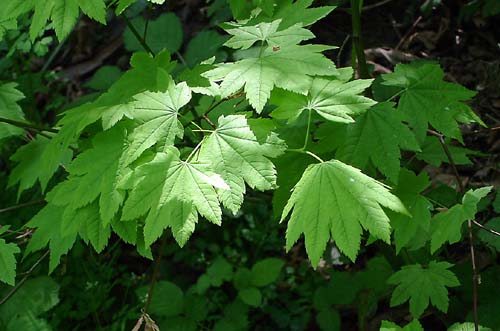 vine_maple_fresh_leaves