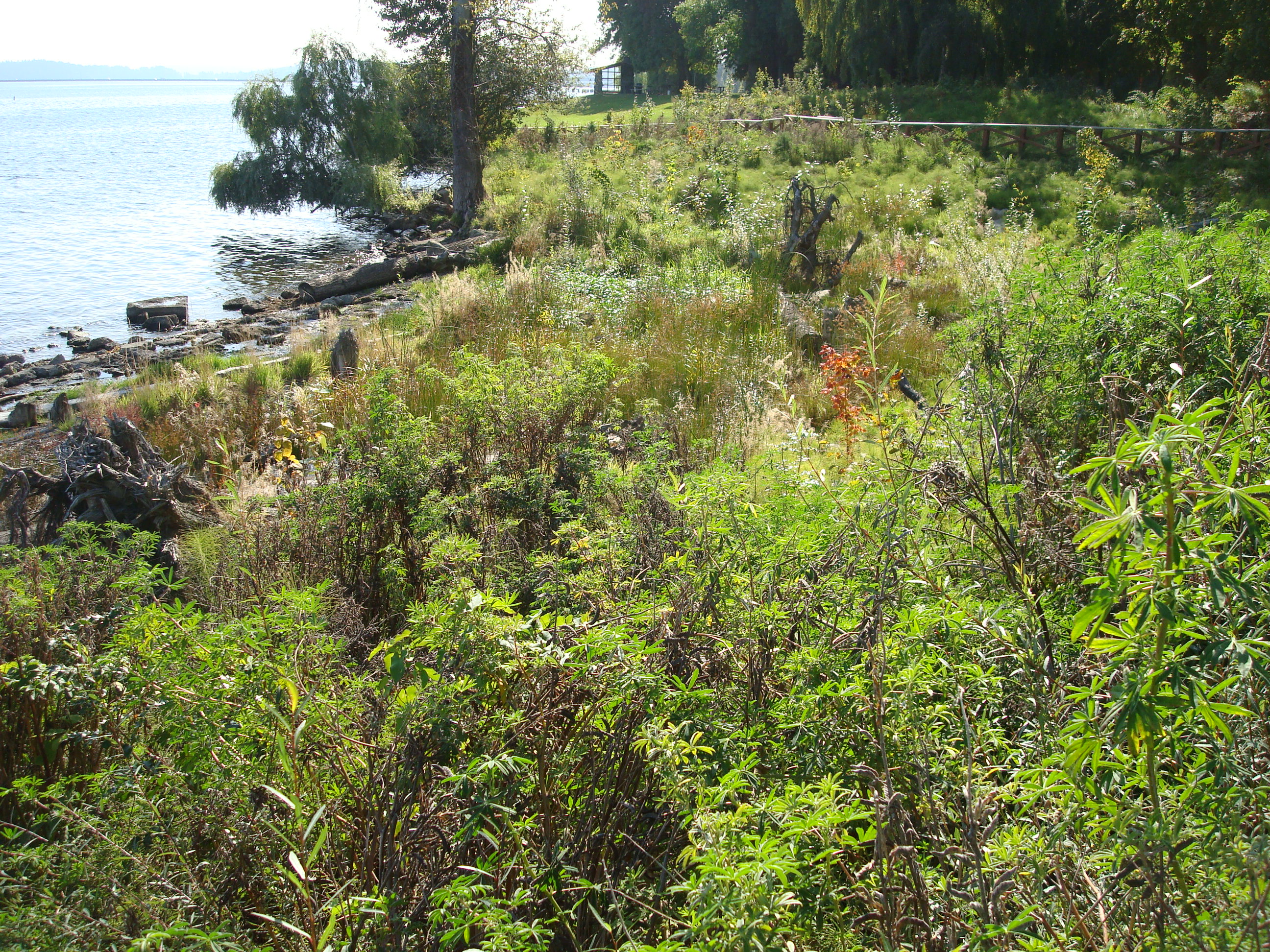 cove - looking-south - after